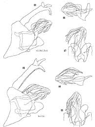 Attēlu rezultāti vaicājumam “Cixius sp.”