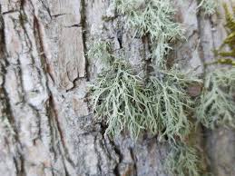 Attēlu rezultāti vaicājumam “Ramalina farinacea”