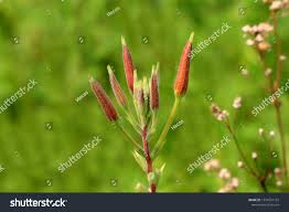 Attēlu rezultāti vaicājumam “Oenothera biennis bud”