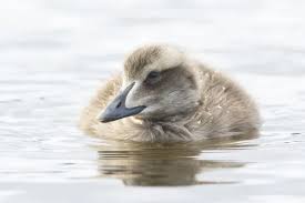 Attēlu rezultāti vaicājumam “Somateria mollissima juvenile”