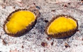 Attēlu rezultāti vaicājumam “Lachnellula willkommii”