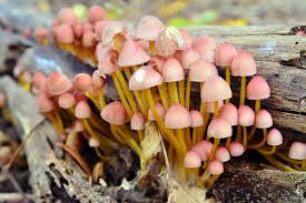 Attēlu rezultāti vaicājumam “Mycena renati”