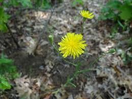 Attēlu rezultāti vaicājumam “Crepis tectorum fruit”