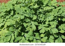 Image result for Chelidonium majus
