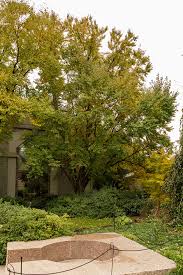 Attēlu rezultāti vaicājumam “Cercidiphyllum japonicum”