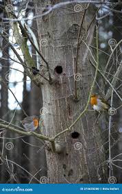 Attēlu rezultāti vaicājumam “Erithacus rubecula nest”