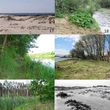 Attēlu rezultāti vaicājumam “Hoplia parvula imago”