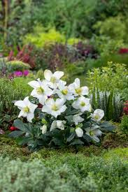 Attēlu rezultāti vaicājumam “Helleborus niger”