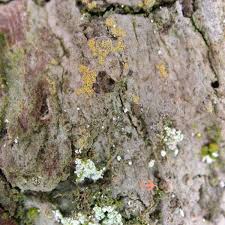 Attēlu rezultāti vaicājumam “Thelopsis rubella”