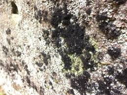 Attēlu rezultāti vaicājumam “Cystocoleus ebeneus”