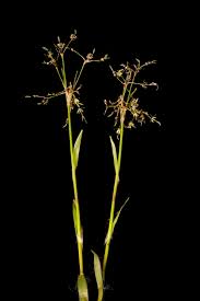 Attēlu rezultāti vaicājumam “Luzula pilosa”