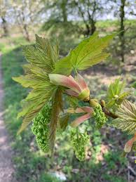 Attēlu rezultāti vaicājumam “Acer platanoides bud”
