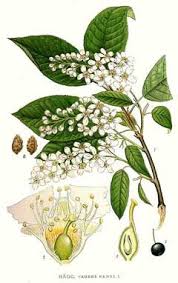 Attēlu rezultāti vaicājumam “Prunus (bird-cherry tree)”