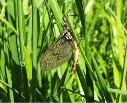 Attēlu rezultāti vaicājumam “Ephemera sp.”