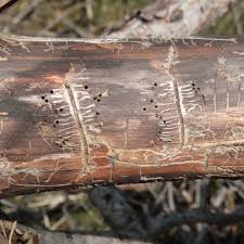 Attēlu rezultāti vaicājumam “Tomicus minor”