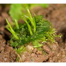 Attēlu rezultāti vaicājumam “Anthocerotopsida”