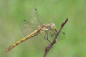 Attēlu rezultāti vaicājumam “Sympetrum vulgatum male”