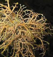 Attēlu rezultāti vaicājumam “Bryoria capillaris”