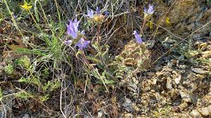 Image result for Campanula lingulata