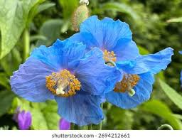 Image result for Meconopsis betonicifolia alba