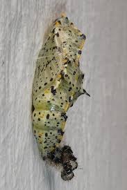 Attēlu rezultāti vaicājumam “Pieris brassicae”