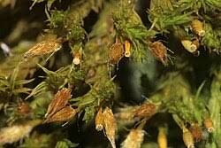 Attēlu rezultāti vaicājumam “Orthotrichum anomalum sporophyte”