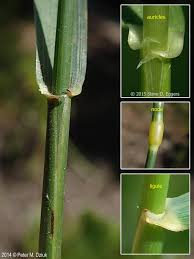 Attēlu rezultāti vaicājumam “Elytrigia repens”