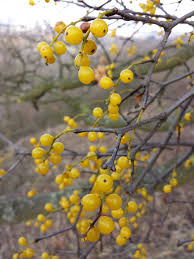 Attēlu rezultāti vaicājumam “Hordelymus europaeus fruit”