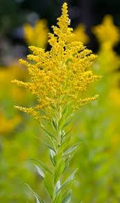 Image result for Solidago virgaurea