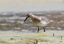 Image result for Calidris bairdii