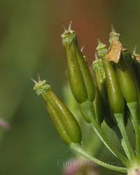 Attēlu rezultāti vaicājumam “Anthriscus sylvestris fruit”