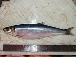 Image result for Clupea harengus
