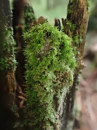 Attēlu rezultāti vaicājumam “Dicranum montanum”