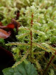 Attēlu rezultāti vaicājumam “Rhytidiadelphus triquetrus”