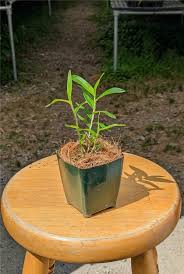 Attēlu rezultāti vaicājumam “Heterotrichia oerstedii (syn. Arcyria oerstedii)”