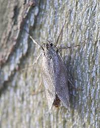 Attēlu rezultāti vaicājumam “Diurnea lipsiella male”