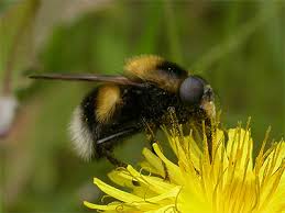 Attēlu rezultāti vaicājumam “Volucella bombylans”