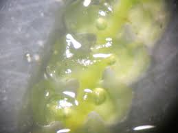 Attēlu rezultāti vaicājumam “Scapania irrigua”