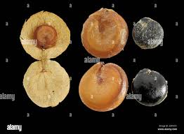 Attēlu rezultāti vaicājumam “Atriplex littoralis fruit”
