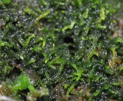 Attēlu rezultāti vaicājumam “Cephalozia catenulata”