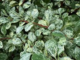 Attēlu rezultāti vaicājumam “Hamamelis japonica leaf”