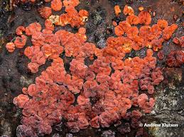 Attēlu rezultāti vaicājumam “Peniophora rufa”