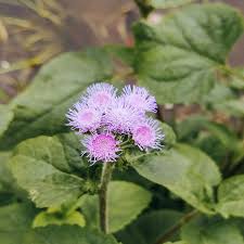 Image result for Ageratum conyzoides