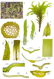 Attēlu rezultāti vaicājumam “Oxystegus tenuirostris”