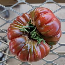 Afbeeldingsresultaat voor purple calabash tomato