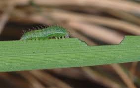 Attēlu rezultāti vaicājumam “Maniola jurtina”