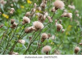 Attēlu rezultāti vaicājumam “Cirsium arvense flower”