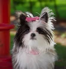 Image result for apupy