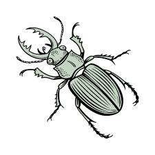 Attēlu rezultāti vaicājumam “Platycerus caraboides”