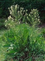 Attēlu rezultāti vaicājumam “Armoracia rusticana”